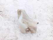 Scheibenwaschbeh?lter Vorne Wischwasserbeh?lter Audi A4, B5 1994.11 - 1999.09 8d0955453,