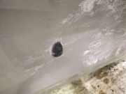 Waschwasserd?se Scheibenreinigung Nissan Almera Tino 2003.09 - 2006.12 facelift Gebraucht,