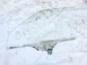 Seitenscheibe - Vorne Linke Skoda Octavia, II 2004.02 - 2009.03 Gebraucht,