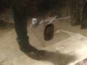 Waschwasserdüse Scheibenreinigung Rover 75, 1999.02 - 2005.05 Gebraucht ,