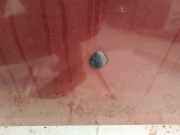 Waschwasserd?se Scheibenreinigung Renault Megane, I 1995.11 - 1999.02 Gebraucht,