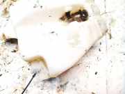 Scheibenwaschbehälter Vorne Wischwasserbehälter Peugeot 807, 2002.06 - 2012.05 1492811080, 1494915080