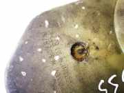 Ausgleichsbehälter Citroen C5, I 2004.08 - 2008.02 facelift 9636068780, 9655382280