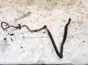 Servoleitung Leitung Servo Servoschlauch Schlauch Audi A5 (8T8F), 2007.06 - 2012.06 Gebraucht,