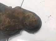 Zahnriemenschutz Abdeckung Skoda Octavia, II 2009.03 - 2012.06 facelift Gebraucht,