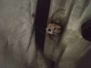 T?rfangband T?rbremse T?rstopper - Vorne Linke Opel Astra, G 1998.09 - 2004.12 Gebraucht,