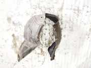 Radhausschale - Vorne Rechts Volkswagen Sharan, 7M 2005.11 - 2010.03 facelift c235, ASZ