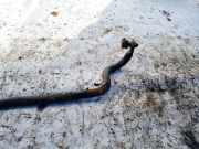 Stabilisator Vorne Nissan Primera, P12 2002.01 - 2008.12 Gebraucht,