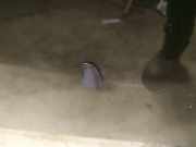 Waschwasserdüse Scheibenreinigung Volvo V70, I 1996.11 - 2001.01 Gebraucht,