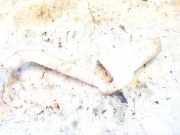 Scheibenwaschbeh?lter Vorne Wischwasserbeh?lter Skoda Roomster, I 2006.01 - 2010.05 6q0955458,