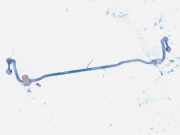 Stabilisator Stabi Hinten Hinterachse Opel Vectra, B 1995.09 - 2000.09 Gebraucht,