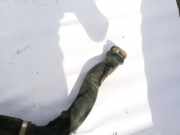 Intercooler Schlauch Toyota Previa, 2000.02 - 2006.01 1736227030, 17362-27030