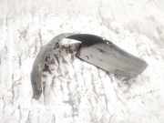 Radhausschale - Vorne Rechts Opel Meriva, A 2002.12 - 2006.01 Gebraucht,