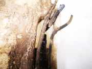 Waschwasserpumpe Scheibenreinigung Nissan Almera, N16 2003.01 - 2006.12 facelift Gebraucht,