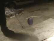 Waschwasserdüse Scheibenreinigung Mitsubishi Lancer VIII, 2007 - 2015 Gebraucht,