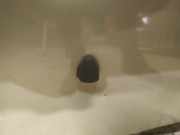 Waschwasserd?se Scheibenreinigung Mitsubishi Grandis, I 2004.01 - 2009.12 Gebraucht,