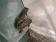 Türschloss Stangen - Hinten Linke Audi A4, B5 1999.09 - 2001.08 facelift Gebraucht ,