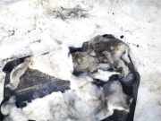 Motorabdeckung Mazda 5, CR 2005.02 - 2010.09 Gebraucht,