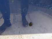 Waschwasserd?se Scheibenreinigung Chevrolet Kalos, 2005.03 - 2011.05 Gebraucht,