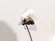 T?rscharnier Vorne Volkswagen Polo, IV 2005.04 - 2009.11 facelift Gebraucht, BNM