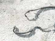 Servoleitung Leitung Servo Servoschlauch Schlauch Mazda 323F, 1998.09 - 2004.05 Gebraucht,