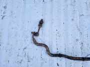 Stabilisator Stabi Hinten Hinterachse Toyota RAV-4, III 2005.11 - 2012.12 Gebraucht,