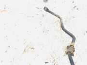 Stabilisator Vorne Fiat Panda 2003 - 2012 Gebraucht ,