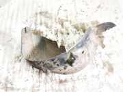 Radhausschale - Vorne Rechts Peugeot 307, 2000.08 - 2005.06 Gebraucht,