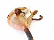 Ausgleichsbehälter Toyota Avensis Verso, 2001.08 - 2009.11 108kpa,