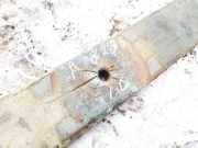 Blattfeder Hinten Volkswagen LT, 1975.01 - 1996.06 Gebraucht, DV