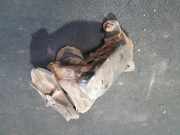 Halter für Motoraufhängung Hyundai Accent, 2000.01 - 2005.11 Gebraucht ,