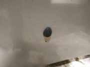 Waschwasserdüse Scheibenreinigung Renault Scenic, I 1999.09 - 2003.06 facelift Gebraucht,