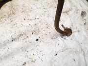 Stabilisator Vorne Volkswagen Passat, B4 1993.07 - 1996.08 Gebraucht, 1z