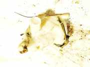 Scheibenwaschbeh?lter Vorne Wischwasserbeh?lter Citroen C4 Picasso, I 2006.01 - 2013.06 21374902,