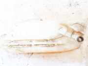 Scheibenwaschbeh?lter Vorne Wischwasserbeh?lter Peugeot 206, 1998.08 - 2002.07 9628747480,