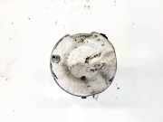 Kraftstofffilter Ford Focus, 2008.06 - 2011.04 facelift f026402204,f026402204