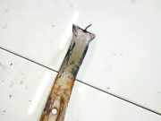 Halteband Kraftstoffbehälter Peugeot 508, 2010.11 - 2018 Gebraucht ,