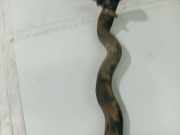 K?hlerschlauch Skoda Octavia, II 2004.02 - 2009.03 Gebraucht,