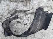 Radhausschale - Hinten Rechts Mazda 626, 1997.04 - 2002.10 Gebraucht, Used