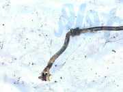 Stabilisator Vorne Nissan Primera, P11 1996.06 - 2001.12 Gebraucht,