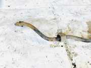 Stabilisator Vorne Volvo V40, I 1995.07 - 2000.07 Gebraucht ,