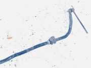 Stabilisator Vorne Hyundai ix35 2010 - 2017 Gebraucht,