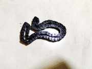 Zahnrad Nockenwelle Steuerkette Opel Omega, B 1994.03 - 1999.09 Gebraucht,