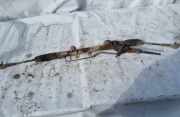 Lenkgetriebe Nissan Primera, P12 2002.01 - 2008.12 49001BA200,49001BA200