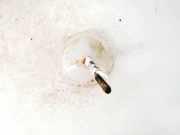 Ersatzradhalter Ford C-MAX, 2003.01 - 2007.06 98bg1424aa, 98bg-1424-aa