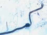 Stabilisator Vorne Opel Astra, G 1998.09 - 2004.12 Gebraucht,