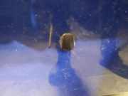 Waschwasserdüse Scheibenreinigung Mazda 3, BK 2003.10 - 2009.06 Gebraucht,