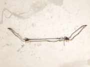 Stabilisator Stabi Hinten Hinterachse Kia Ceed, I 2006.12 - 2010.05 Gebraucht,