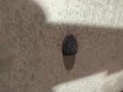 Waschwasserd?se Scheibenreinigung Peugeot 206, 2002.07 - 2009.01 facelift Gebraucht,