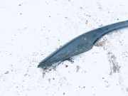 Dachreling Linke Audi A6, C4 1994.06 - 1997.10 Gebraucht ,